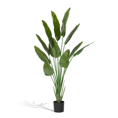Faux Traveler Palm with Weighted Black Pot, 70"