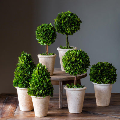 Collection of Boxwood Topiaries, Set of 6