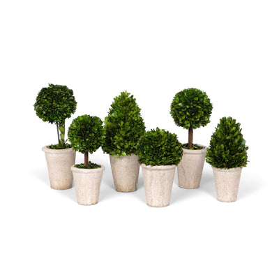 Collection of Boxwood Topiaries, Set of 6