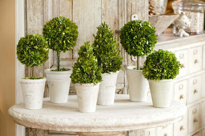 Collection of Boxwood Topiaries, Set of 6