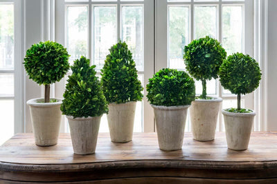 Collection of Boxwood Topiaries, Set of 6