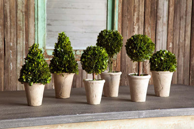 Collection of Boxwood Topiaries, Set of 6