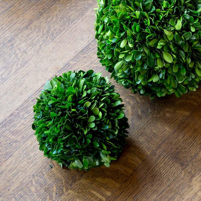 Preserved Boxwood Ball 6"