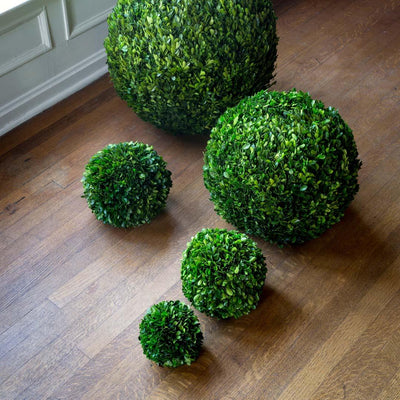 Preserved Boxwood Ball 6"