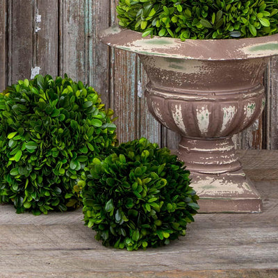 Preserved Boxwood Ball 6"