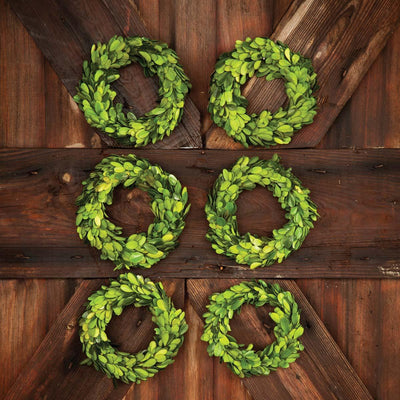 Mini Preserved Boxwood Wreaths, Set of 6
