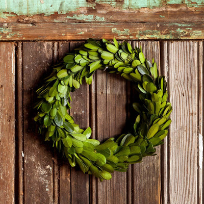 Mini Preserved Boxwood Wreaths, Set of 6