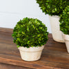 Potted Preserved Boxwood Ball