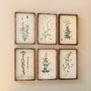 Collected Botanical Framed Prints - Set of 6
